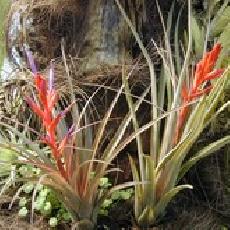 Tillandsia chlorophylla