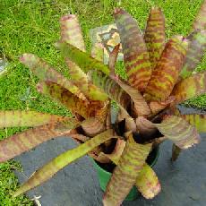 Neoregelia zonata