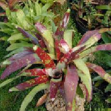 Neoregelia  'Color Parade'