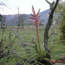 Tillandsia vincentina