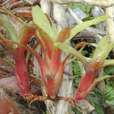 Aechmea vitoriana