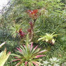 Tillandsia guatemalensis