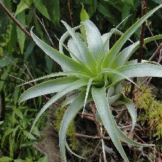 Tillandsia schreiteri