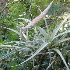 Tillandsia elizabethiae