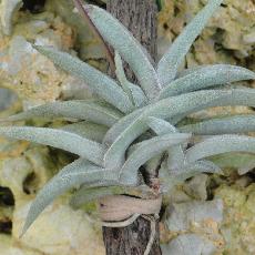Tillandsia gilliesii