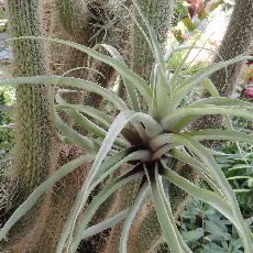 Tillandsia latifolia var diviricata