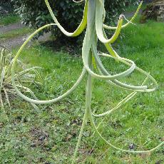 Tillandsia intermedia