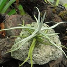 Tillandsia reichenbachii
