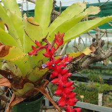 Aechmea warasii