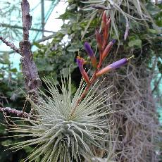 Tillandsia fuchsii var stephanii