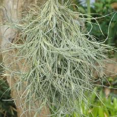 Tillandsia usneoides x recurvata