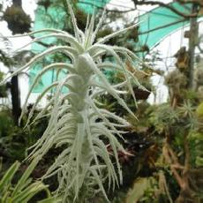 Tillandsia stellifera