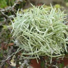 Tillandsia capillaris forme 'Holgeri'