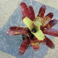 Neoregelia 'Gespacho'