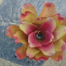 Neoregelia 'Lila'