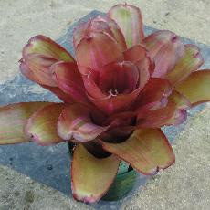 Neoregelia 'jampa'