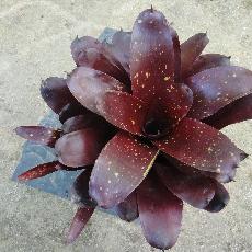 Neoregelia 'Royal Burgundy x Fireball'