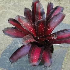 Neoregelia 'Margaret'