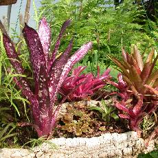 Billbergia ' Hallelujah'