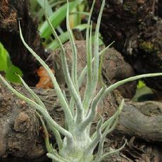 Tillandsia pruinosa ' Large form'
