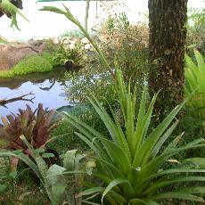 Tillandsia ampla