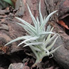 Tillandsia paleacea ' Enano'