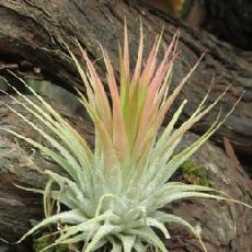 Tillandsia ionantha 'Rubra Peach'