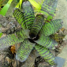 Neoregelia 'Hanibal Lecter'