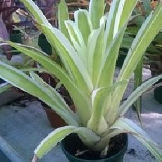 Aechmea gamosepala 'Variegata'