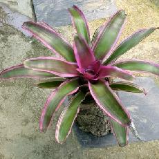 Neoregelia 'Luna'