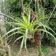 Tillandsia elongata
