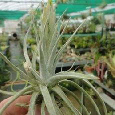 Tillandsia lepidosepala