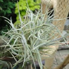 Tillandsia bandensis x crocata