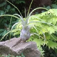 Tillandsia paraensis