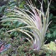 Tillandsia fasciculata x ionantha