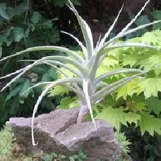 Tillandsia Inca Gold