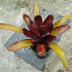 Neoregelia 'Elisa'