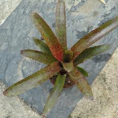 Neoregelia 'Red Measles'
