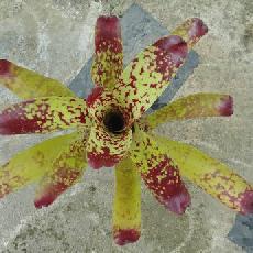 Neoregelia 'Sunshine'