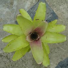 Neoregelia concentrica