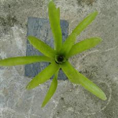 Neoregelia 'Mc williamsii