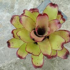 Neoregelia 'Tossed Salad'