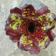 Neoregelia 'Green Eyes'