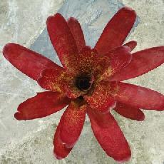 Neoregelia 'Jill'