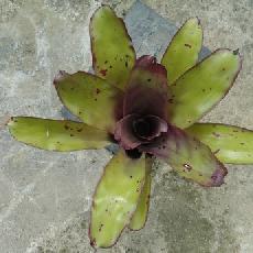 Neoregelia 'Patricia'