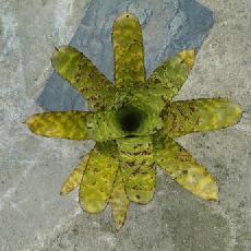 Aechmea correia araujei