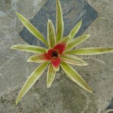 Neoregelia 'Yellow King'