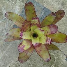 Neoregelia 'Fairy Tale'