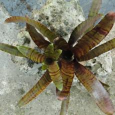 Neoregelia 'Popoky dark form'