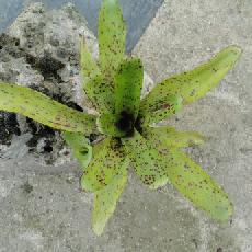 Neoregelia 'Night Spot'